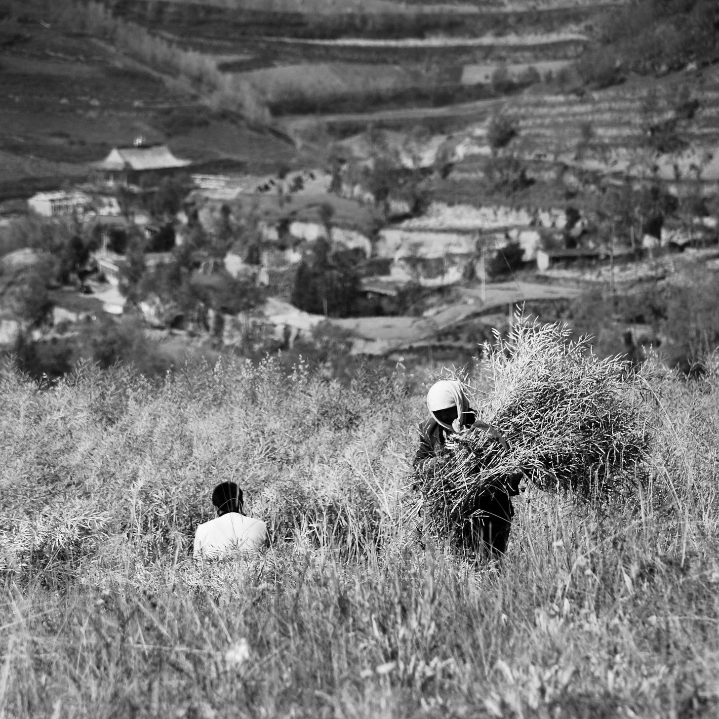 Farmers in Taktser, the birthplace of the 14th Dalai Lama, in the Amdo region of eastern Tibet (present-day Qinghai Province).