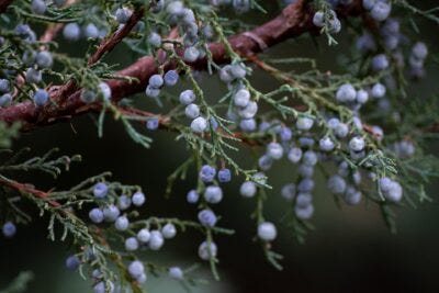 Vitamin C-rich herbs 