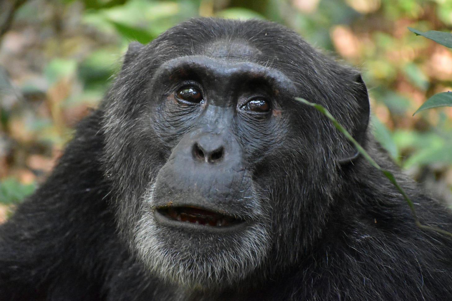 Close-up photograph of an adult chimpanzee looking upward with an attentive expression, surrounded by blurred green foliage. The image is illustrative and does not depict any of the chimpanzees discussed in the article.