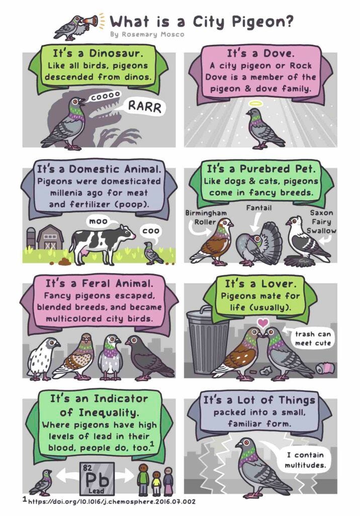 A city pigeon is a dove, a pet, a lover, and a dinosaur. Art by Rosemary Mosco, author of A Pocket Guide to Pigeon Watching (September 2021).