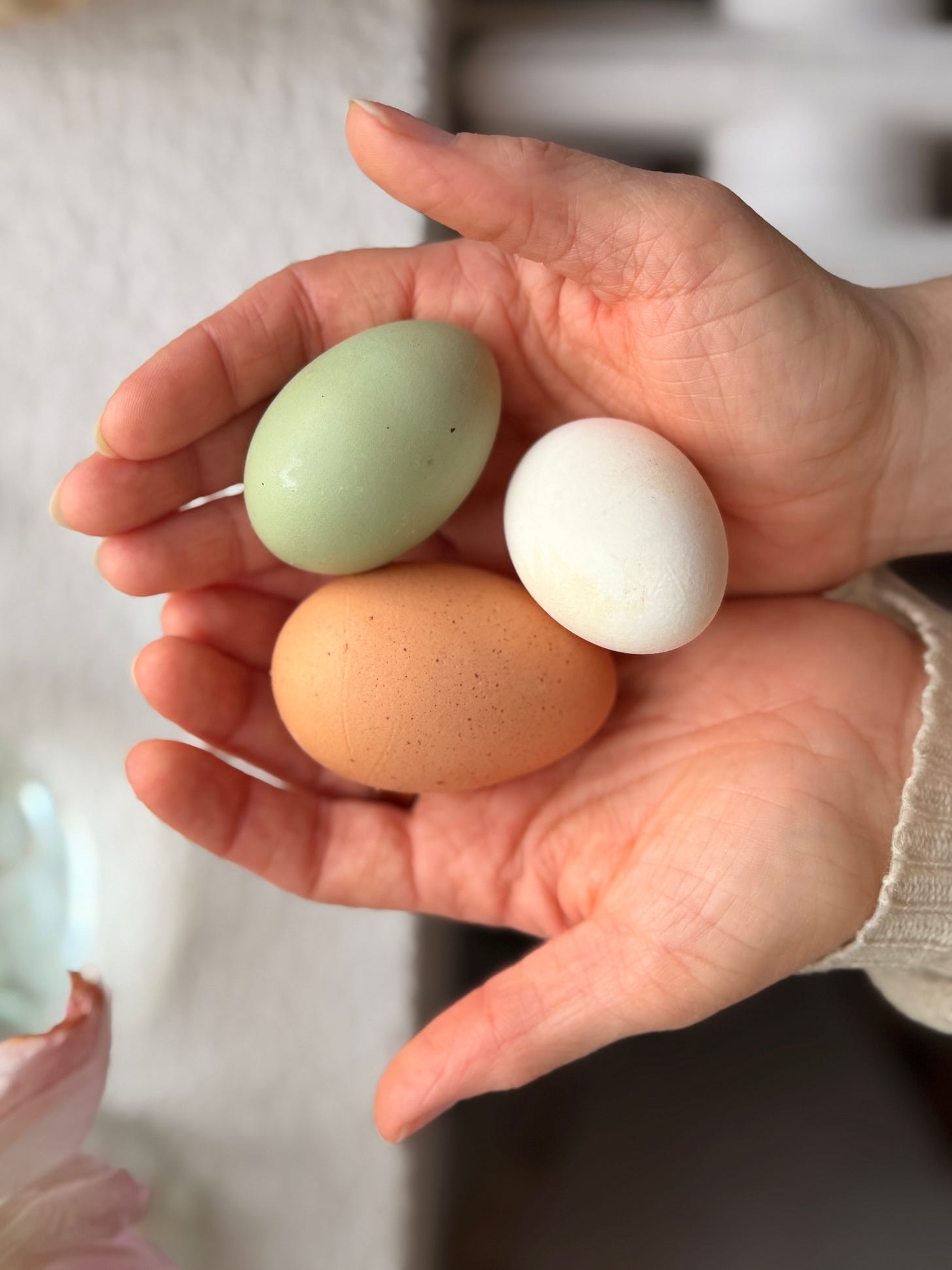 Two hand holding three fresh unwashed eggs from backyard chickens, one white, one green, one brown.