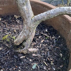 La cicatrice fait l'arbre 