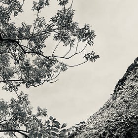 tree time CHI  KUNG