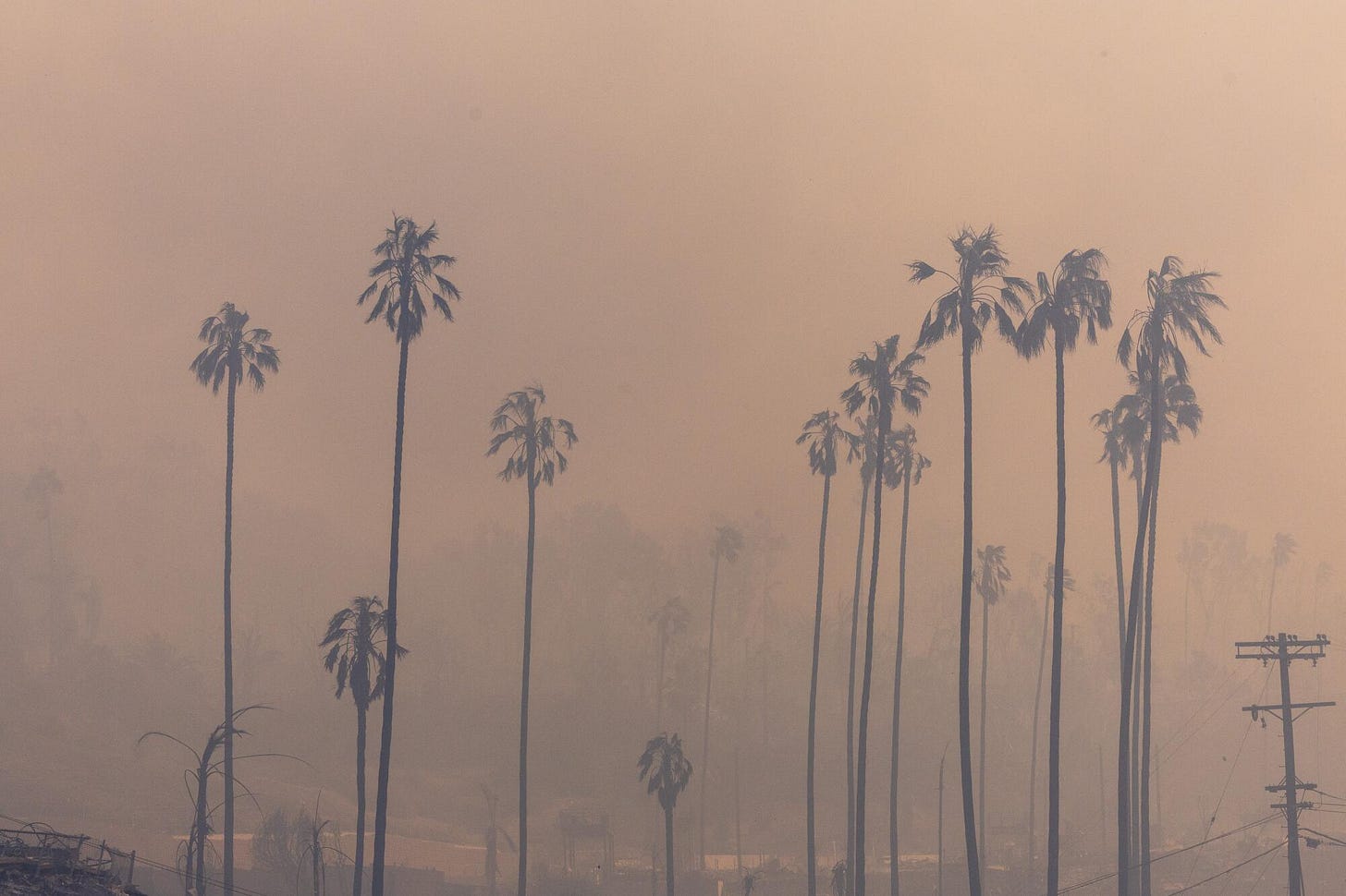 Palm trees loom through wildfire smoke. Palm trees loom through wildfire smoke.