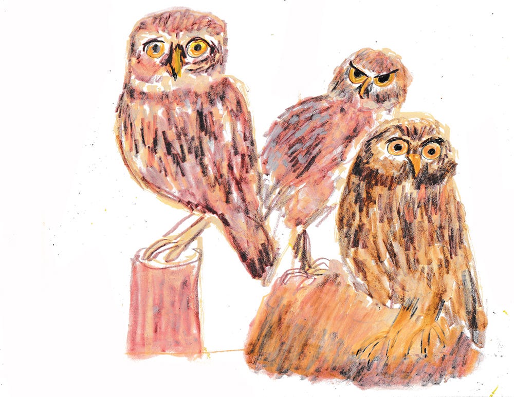 three moody owls illustrated by Beth Spencer three moody owls illustrated by Beth Spencer