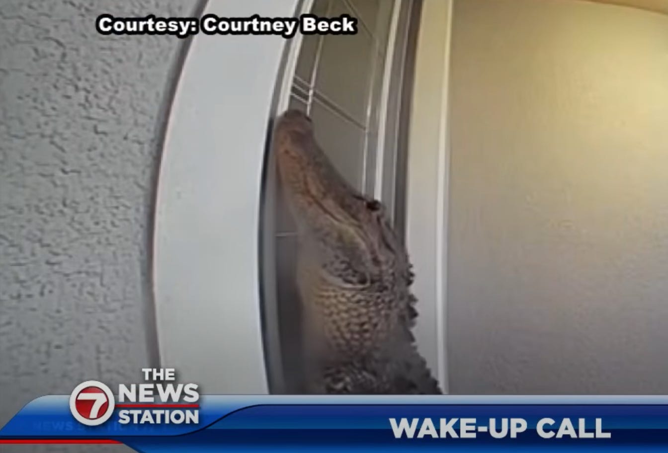 Screenshot of an alligator standing up against a door from a video labeled courtesy Courtney Beck from the youtube of WSVN-TV Screenshot of an alligator standing up against a door from a video labeled courtesy Courtney Beck from the youtube of WSVN-TV