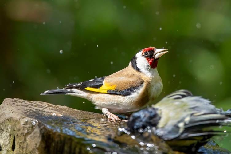 A bird standing on a log

AI-generated content may be incorrect.
