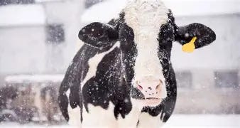 Image result for images of milking cows in winter Image result for images of milking cows in winter