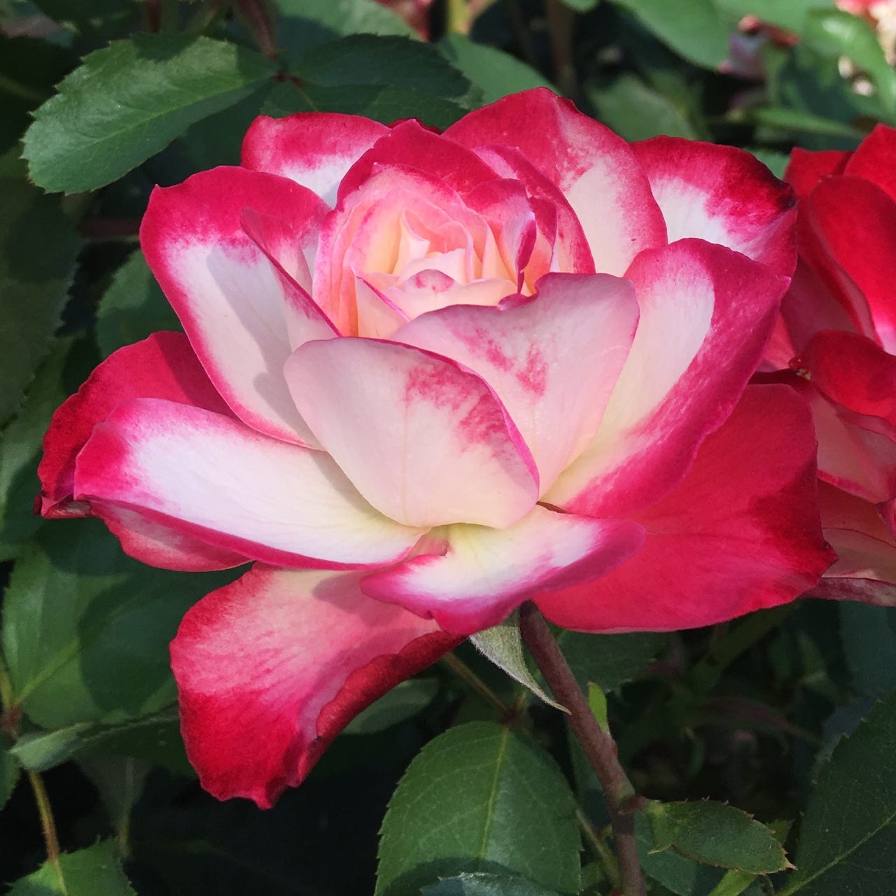 Artwork for KP Maxwell's Substack