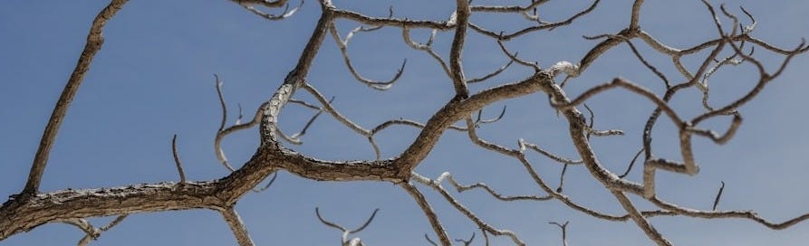 a tree with no leaves a tree with no leaves