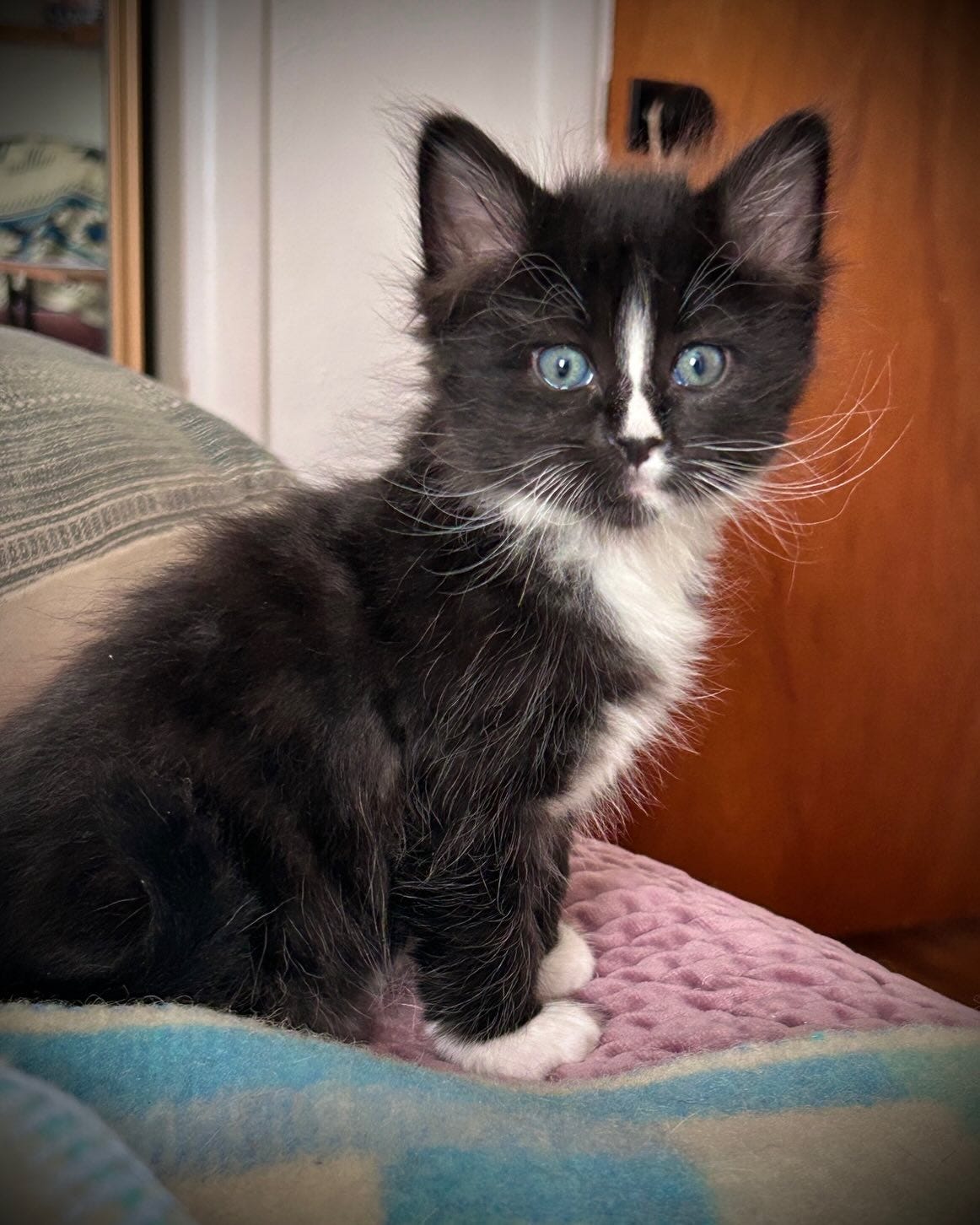 May be an image of ragdoll cat May be an image of ragdoll cat