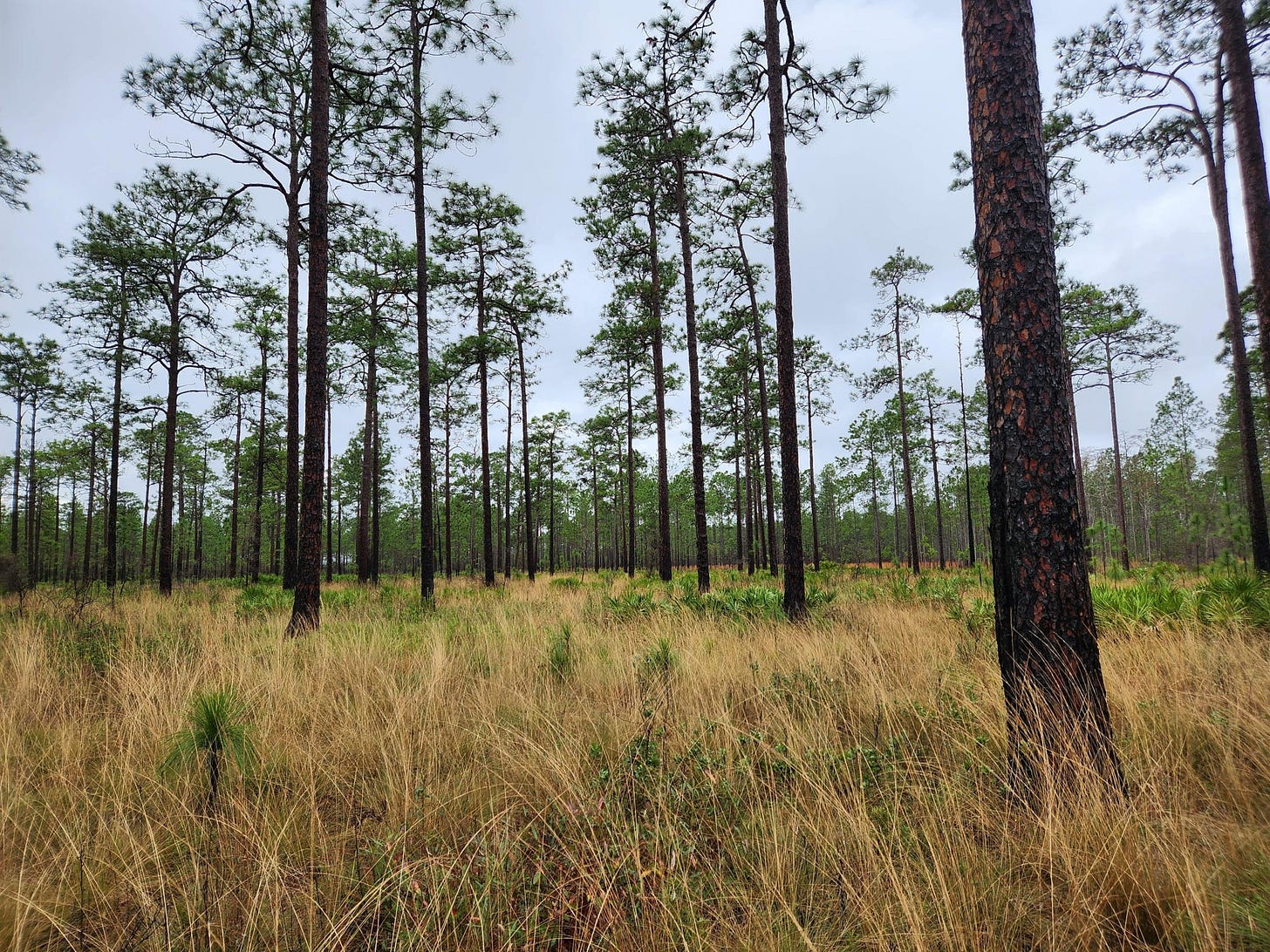 Longleaf pine forests increasing Coastal Georgia - The Current Longleaf pine forests increasing Coastal Georgia - The Current