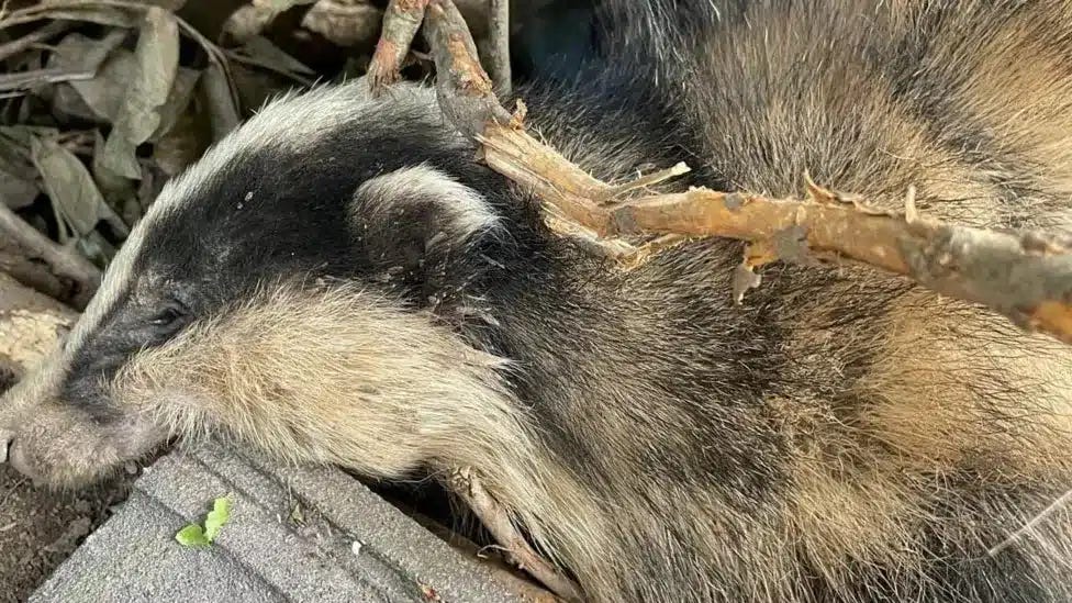 Oakey the badger was found in a garden in Belper. He later died because of severe injuries. Photo by Mid Derbyshire Badger Group