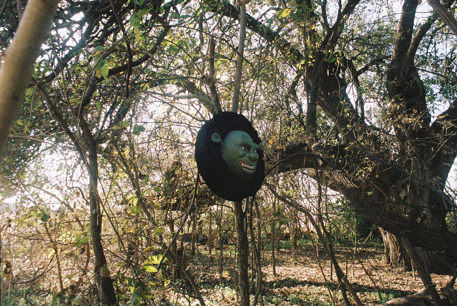 Shrek face in motorcycle tire hanging from a tree, next to a gigantic old oak