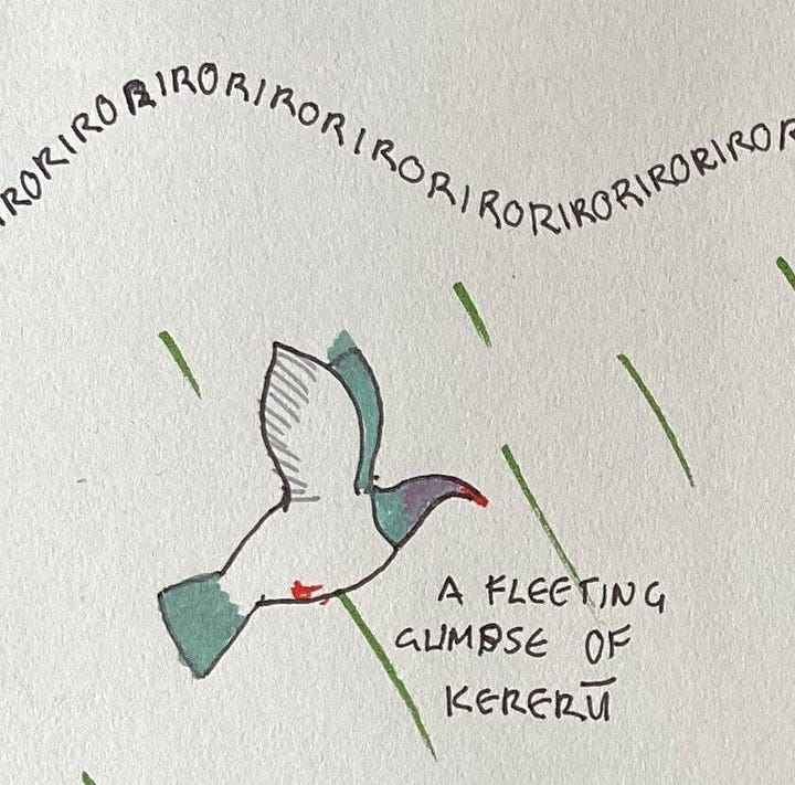 Drawings of kererū and two tauhou