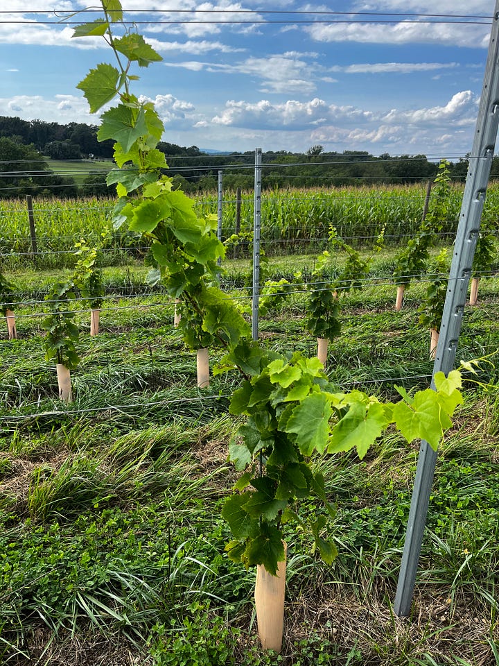 1. A woman and a man standing in a vineyard. 2. A grape vine closeup.