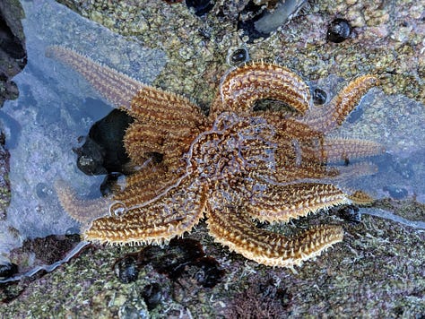 Cat's Eye Snail (Lunella smaragdus). White-striped Anemone (Anthothoe albocincta), Eleven-armed Sea Star (Coscinasterias muricata)