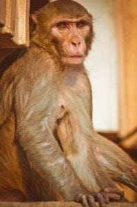 a Reses monkey