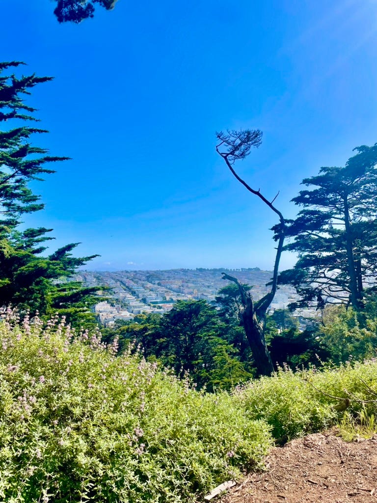 A canker infected Monterey cypress in Golden Gate Park. It's a clear day, and you can see SF's Sunset District in the distance. A canker infected Monterey cypress in Golden Gate Park. It's a clear day, and you can see SF's Sunset District in the distance.