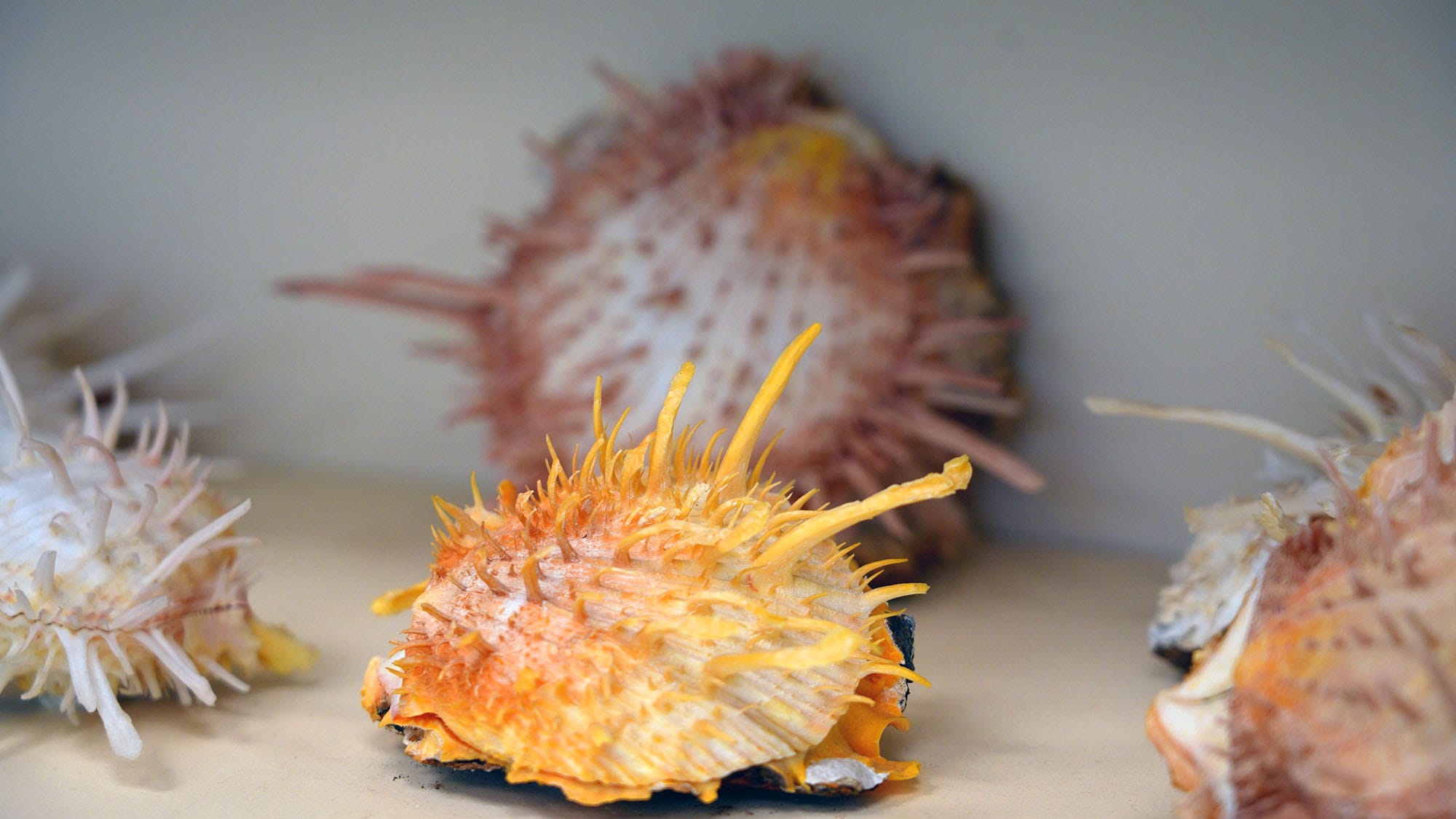 Inside a Collection of 117,000 Shells and the World’s Deadliest Snail