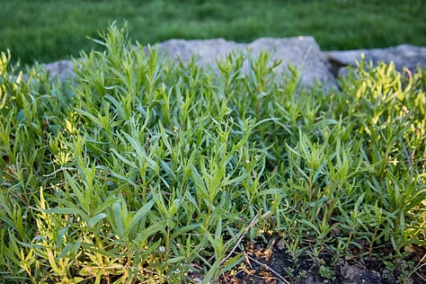 various morning shots of perennial herbs coming up in spring