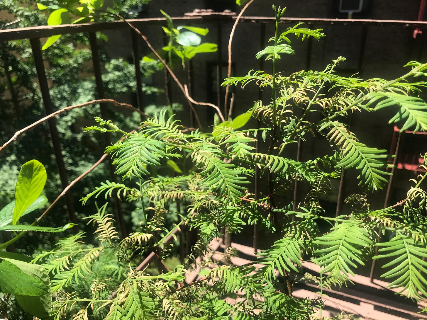 Image description: dawn redwood tree showing dried out leaves. End image description.