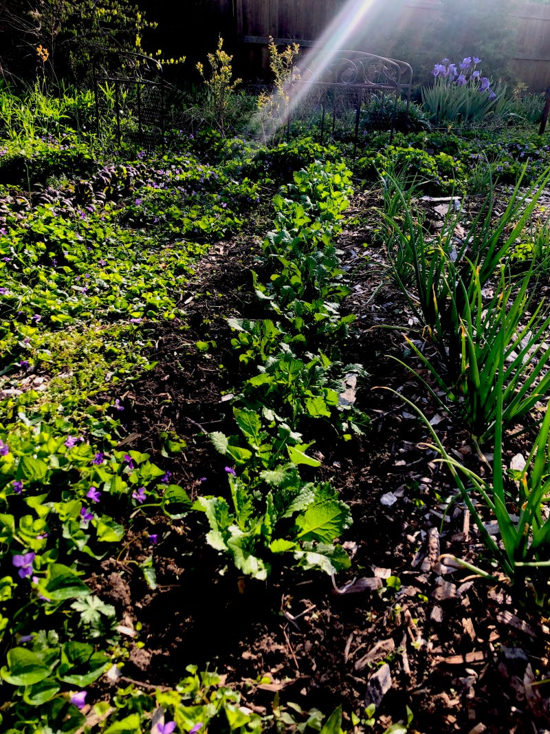 Turnip Row Spring 2022