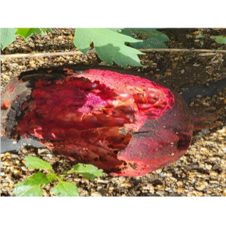 Split pomegranate on the ground