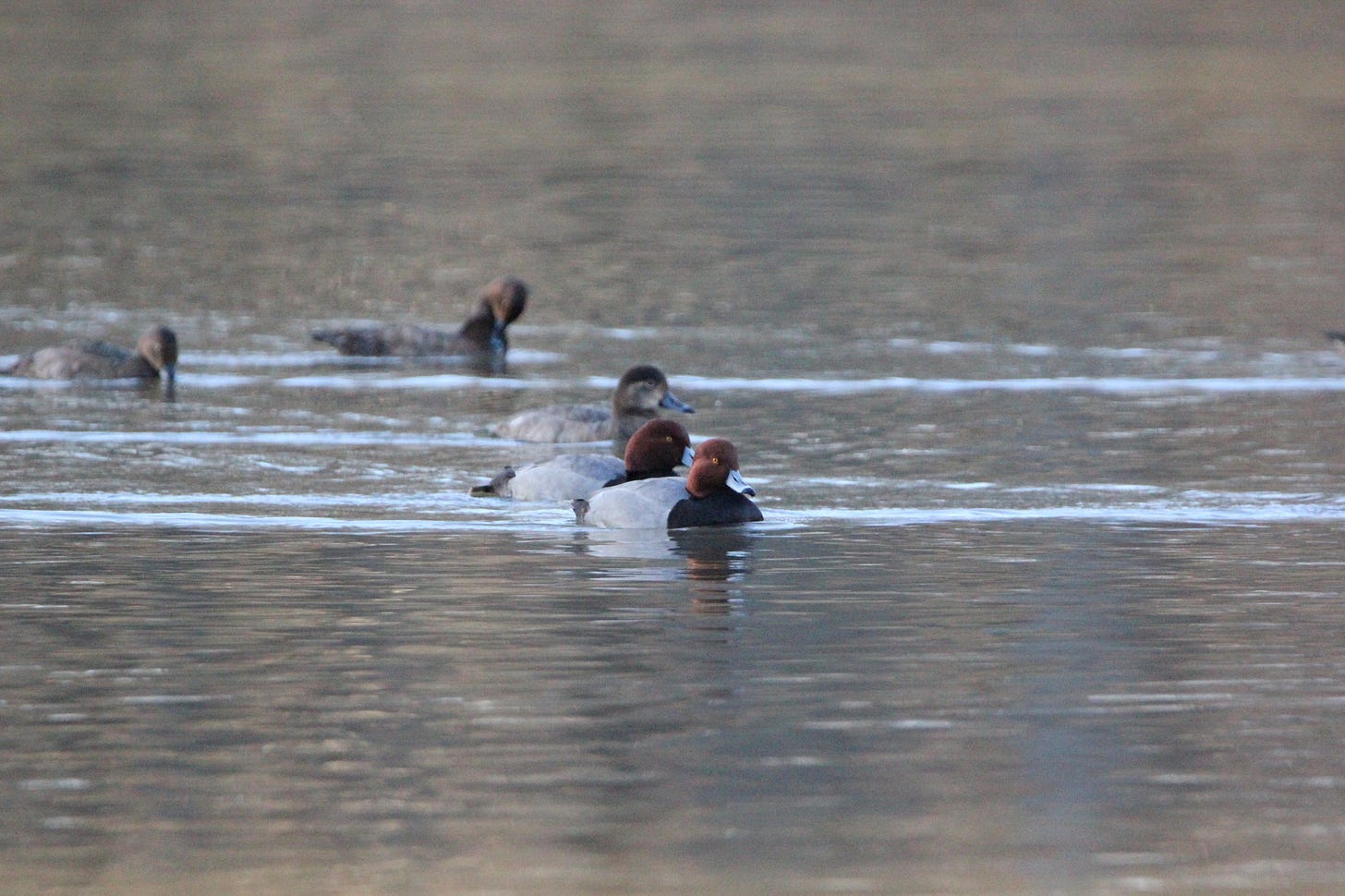 A grayish-brown lake with many ducks floating on the surface. Three are dark tan with dark gray bills. Two in the foreground are mostly pale gray with a black breast, a gray bill with a band of black, and heads that are completely red - a dark auburn - complementing their dark yellow eyes. A grayish-brown lake with many ducks floating on the surface. Three are dark tan with dark gray bills. Two in the foreground are mostly pale gray with a black breast, a gray bill with a band of black, and heads that are completely red - a dark auburn - complementing their dark yellow eyes.