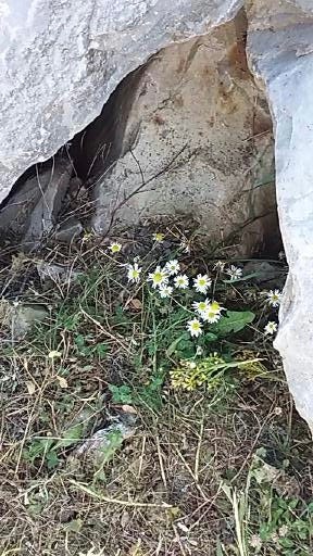 A group of flowers growing in a rock

Description automatically generated