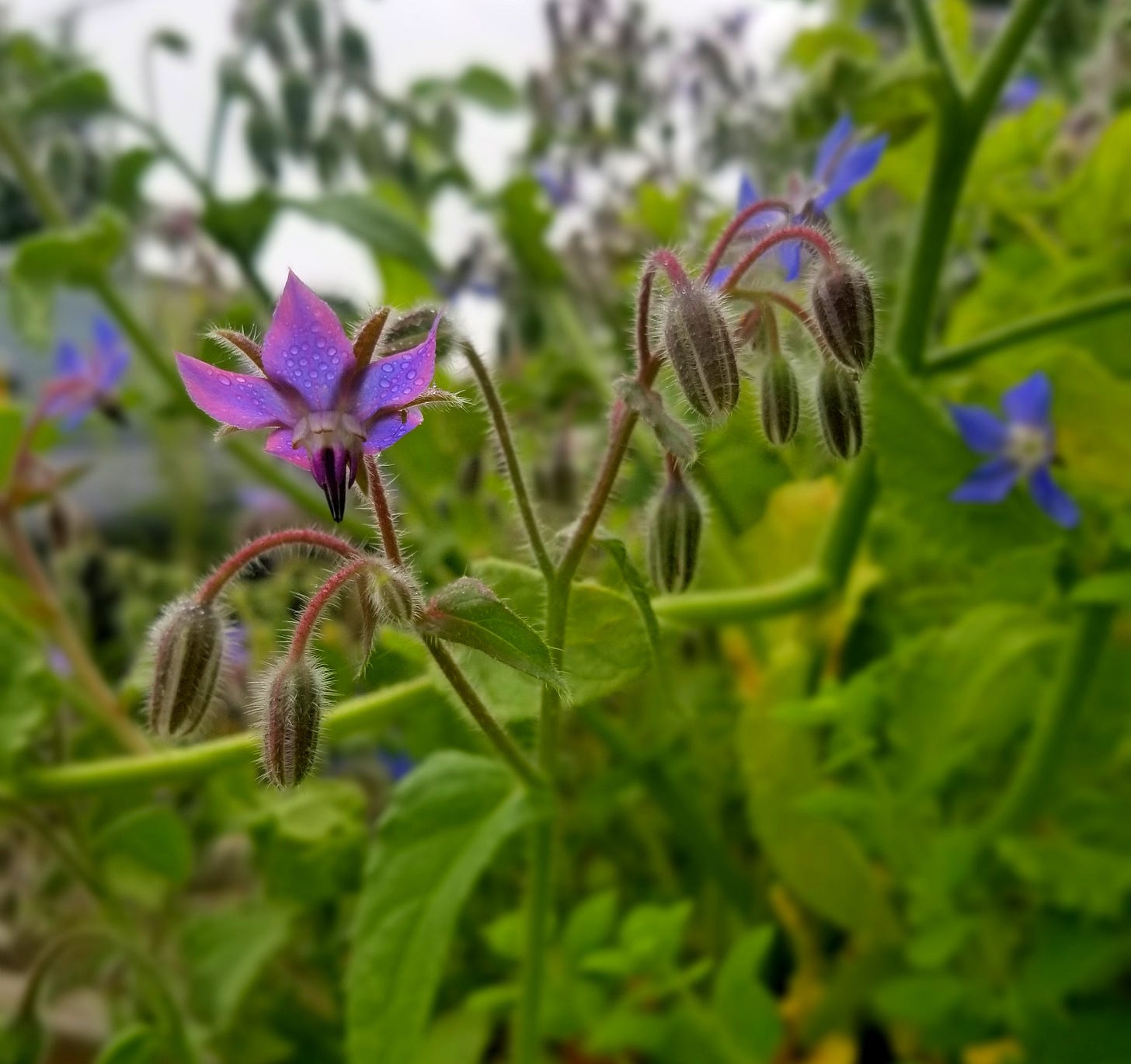 Dew-kissed Borage. The flowers are purple and star-shaped, the stems and leaves green 