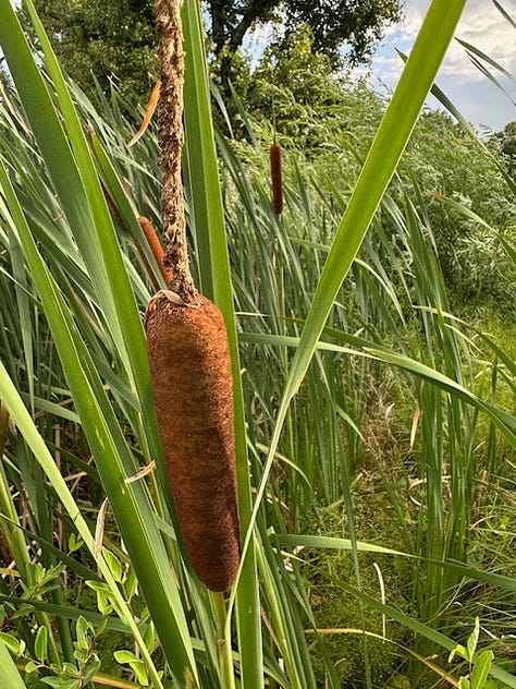 comparisons of common and narrow leaf cattails