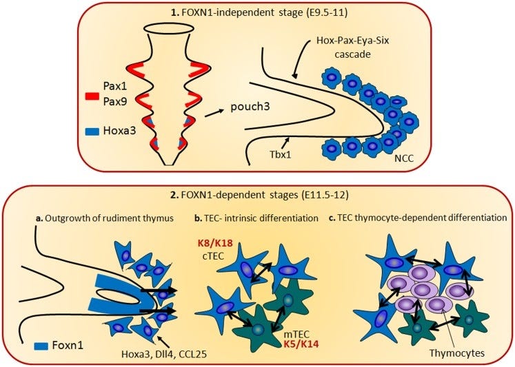 Thymus organogenesis dependent on FOXN1 Thymus organogenesis dependent on FOXN1