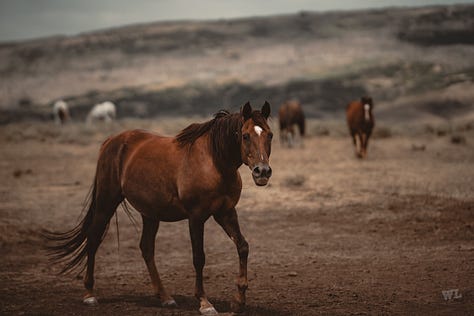 Cowboys and Coffee with Reared Up Coffee Co.