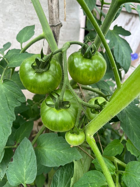 three photos of individual or clusters of unripe green tomatoes