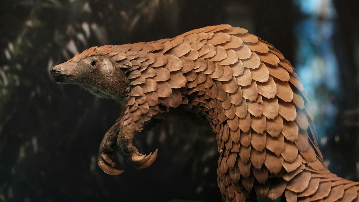 A pangolin A pangolin