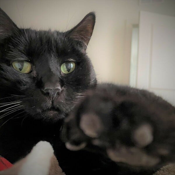Jinxy could reach out and touch the beautiful weather.