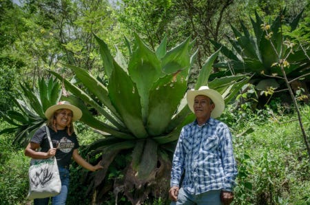 La directrice de la coopérative Aguerrido pose, avec un ouvrier agricole, devant un cacuts plus grands qu'eux d'une bonne tête