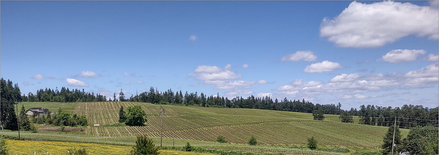 First day of summer at Amalie Robert Estate, Willamette Valley. 