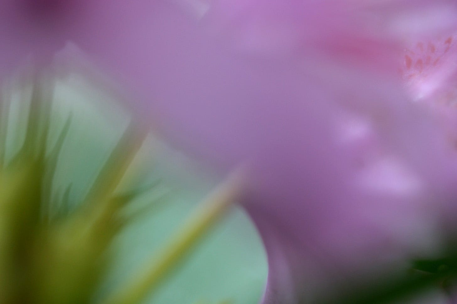 Magenta flowers of Rhododendron ponticum, seen close up