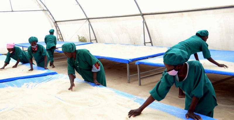 Staff of Amaati Group drying Fonio grains in Tamale in northern Ghana. Staff of Amaati Group drying Fonio grains in Tamale in northern Ghana.