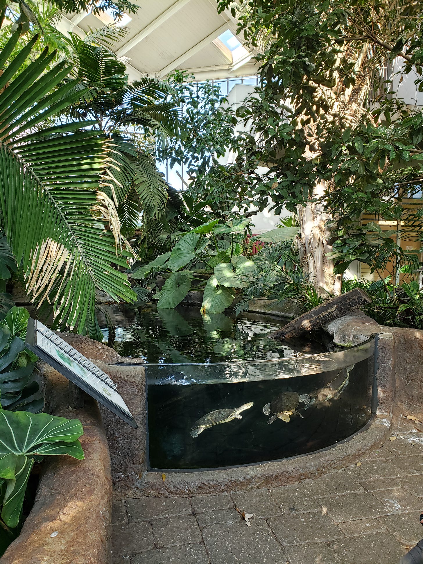 Some River Turtles are hanging out in the water in the Tropical Encounters exhibit at Como.