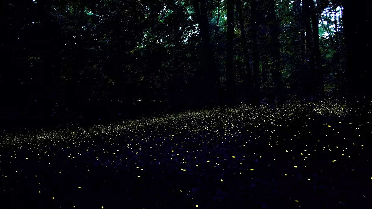 Natural Wonders: Synchronous Fireflies » Explorersweb Natural Wonders: Synchronous Fireflies » Explorersweb