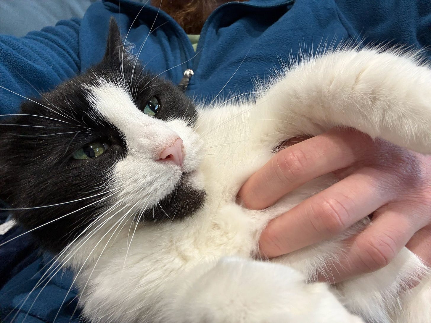 Black and white cat resting against my chest as I stroke his tummy Black and white cat resting against my chest as I stroke his tummy