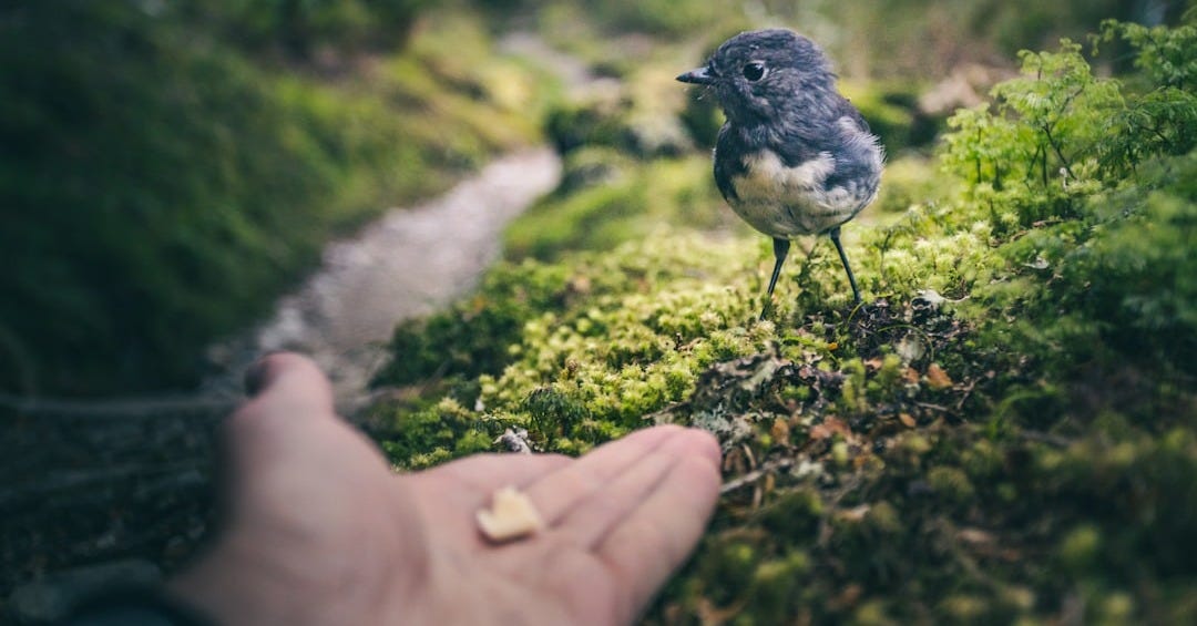 black and white bird on persons hand