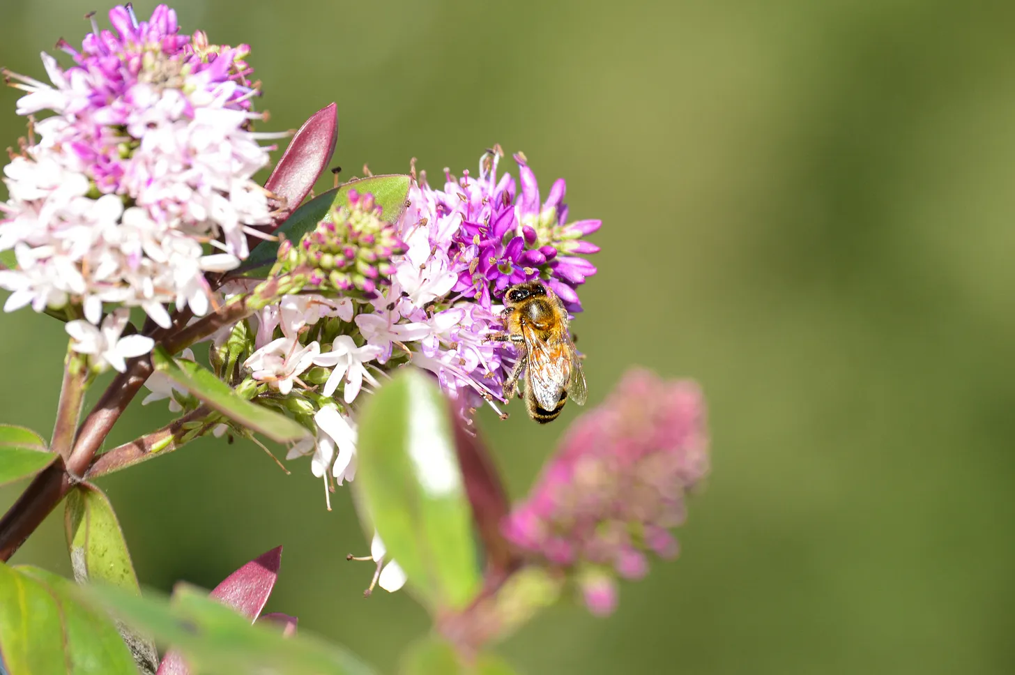 Atmosphere, Pollination, Commons: This Week's Regeneration Research Digest