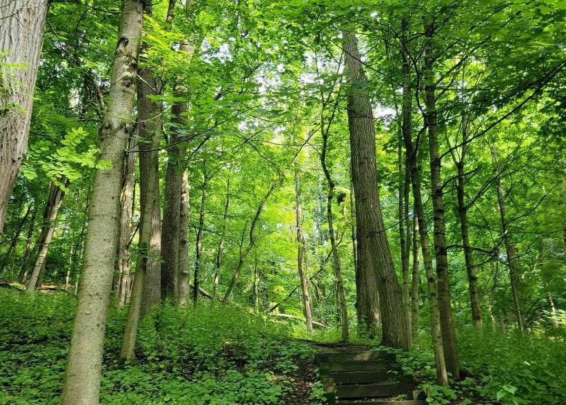 Forest trail in Wappinger Falls, NY Greenway