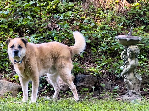 photo of Reggie the brown dog