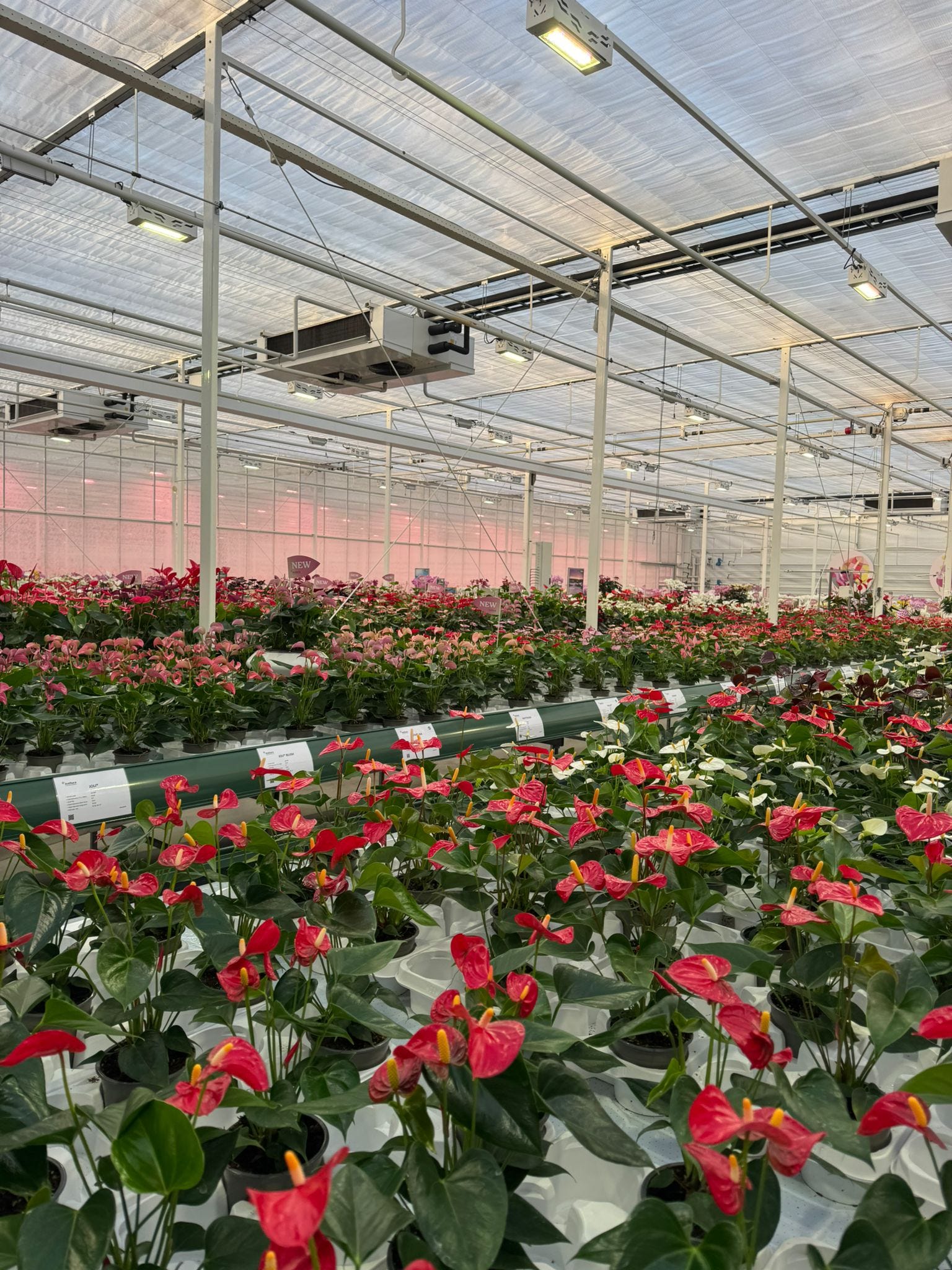 Anthura: Shaping the future of anthurium and orchid breeding