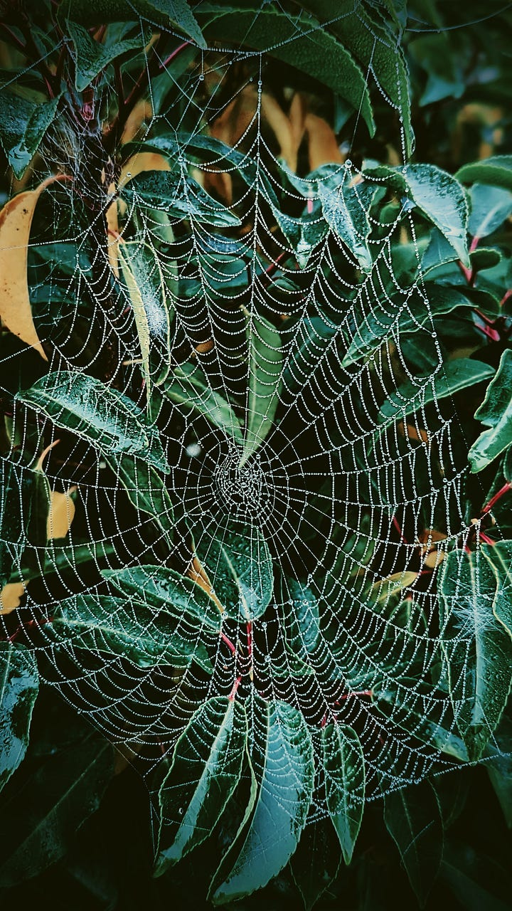 A pale white crescent moon illuminates faint clouds against a deepening blue sky, framed by sprawling inky oak branches. A spider's web lays draped over green leaves, every inch of it's perfect form covered with condensed glass beads of morning fog.